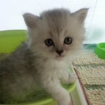 [냥이] 울애기 <b>호구</b>