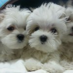 [EXO] 강아지 이름 짓는 거 도와줘