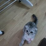 [<b>리오</b>호빵] 스코티쉬폴드 <b>리오</b> 호빵 !