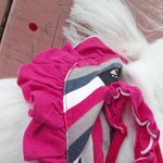 [퍼뜨려줘요] 파주 봉일천 쪽 강아지 <b>로드킬</b> ㅠㅜ 한번만봐주세요