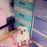 강아지를 주웠어요