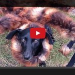 [<b>헐랭</b>] 초대박 대왕거미 몰카!