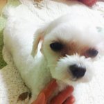 [EXO] 우리갱<b>애지</b>기여워ㅠㅠㅠ