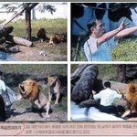 [추억파리여] <b>사자</b>한테 복음 전파하다가 물어 뜯김 ㄷ