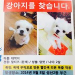 [강아지찾기] 정말 소중한 마르티즈 강아지를 잃어버렸습니다!