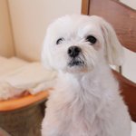 [몽몽이네] 말티즈- 아직도 이름은 '애기'