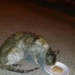 길고양이 <b>라임</b>이 이야기