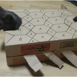 [뽀양이] 우리집 고양이도 도전! 명냥 따라잡기