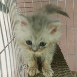 (후기)<b>모란</b>장에서 구조한 50일된 새끼 고양이...