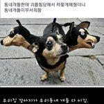 우리집개가 동네<b>개들</b> 다 이김...