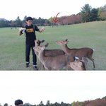 흔한 <b>사슴</b>공원...