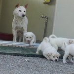 강아지들 위해 서명 한 번만 부탁드립니다ㅠ