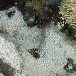 오 이런데서도 <b>생물</b>이 살다니 신가하네요