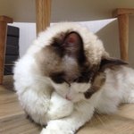 [탑과라떼] 렉돌냥 라떼 (올해 초)추락사고 이야기