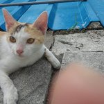 옥상냥이 삼색이 여아 입양처 구해요..^^