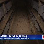 [작은공포] 바퀴벌레 양식장