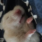 [EXO] 햄스터 <b>배위</b>에올려놨는데