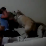 [작은공포] 아기 때리려는 엄마 말리는 개