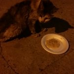 [도와주세요] 길고양이 라임이 묘생<b>역전</b>