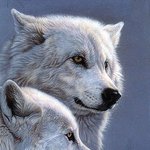 [EXO] <b>늑대</b> vs 하이에나