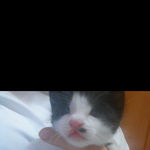 [국요미] 어제부터 벌레 물어오는 냐웅이