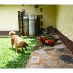 [남미여행박] venezuela 앵무새와 개의 싸움