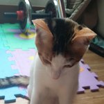 [두마리냥이] 똥꼬<b>발랄</b> 두마리 냥이 이야기