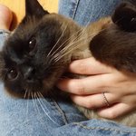 샴고양이 <b>분양</b>