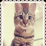 파양의 아픔을 겪어야 하는 녀석들의 묘연을 찾아요 ..