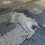 [고양이] 발라당 개냥이 꼬미가 집사님을 기다려요~