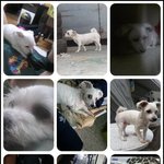 [찾아주세요] <b>성산동</b> 마포구청역 흰색 말티즈 찾습니다.