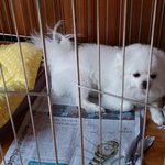 우리 또순이~!!   (화이트 <b>포</b><b>메</b>)