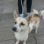 [동물사랑방] 강쥐 찾으시는분?