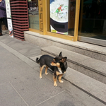 <b>인사동</b>에서 유명한 명물 강아지 깜상을 찾습니다!!!!!!!