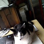 집사의 일을 <b>방해</b>하는 고양이