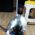 [두마리냥이] 똥꼬발랄 두마리 냥이 이야기-2화