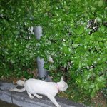 해운대  좌동 유기묘 <b>목줄</b> 이름 두발이(?)