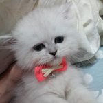 [고양이] 페르시안고양이  사고뭉치 유리 사진투척!!