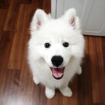 애교 넘치고 <b>듬직</b>한 사모예드