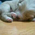 [강아지] 안녕하세요 저희집 <b>가람</b>이를 소개합니다.