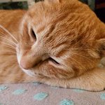 [고양이] <b>도도</b>한 뚱냥이 치즈와 호기심 쩌는 캣초딩 김밥 형제이야기