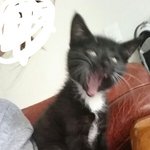 [고양이] 도도한 뚱냥이 치즈와 호기심 쩌는 캣초딩 김밥 형제이야기