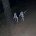 부천 송내역 부근 유기견ㅠ