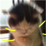 [심쿵] 외국인 심쿵 시리즈 (최신 <b>ver</b>)