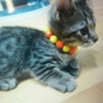 [고양이] 우리집에 새가족이 왔어요 먼치킨고양이 밤톨이와 밤송이를...