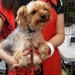 유기견 포리의 변화