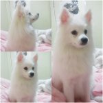 악마 물개 중독되다