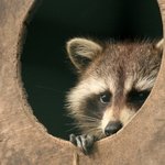 <b>엉뚱</b>한 매력이 넘치는 너구리