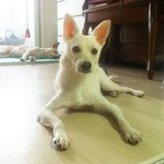 학대당하다 <b>파양</b>된 아이 달이 입양자를 찾습니다ㅠㅠ