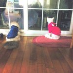 [니니와푸딩] 3탄 억울하게 생긴 고양이.새끼가 태어났습니다!